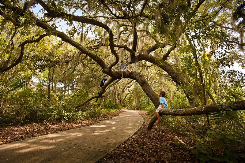 Arching trees along a trail in FishHawk Ranch.